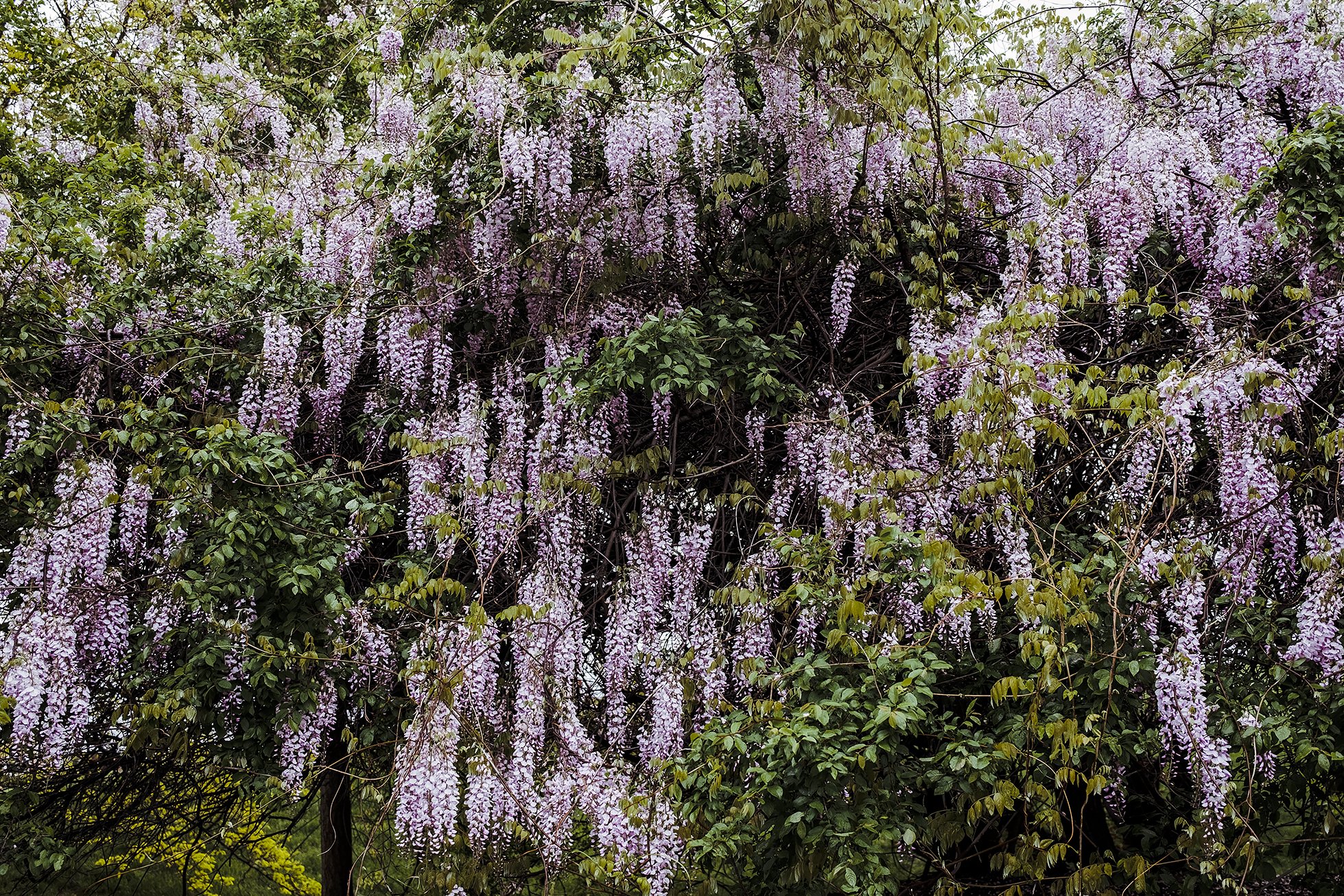 Texas Purple Japanese Wisteria  Purple wisteria, Flower garden, Purple  flowers